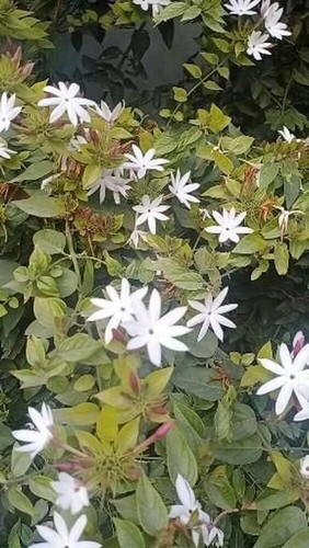 cloud farm hybrid kundo jasmine (1).jpg