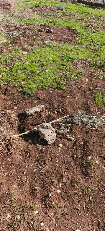 مليشيات المستوطنين تقتلع نحو 100 شتلة زيتون في أرض زراعية بقرية عصيرة القبليّة جنوب نابلس....