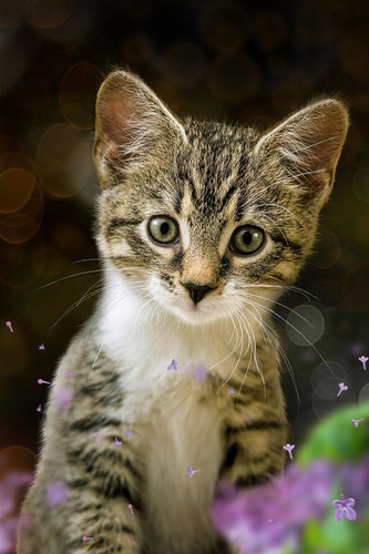 cat 1769430428 7101454.jpg