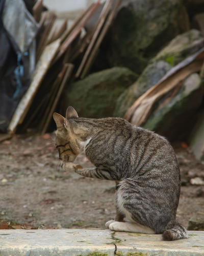 cat 1769430430 7010284.jpg