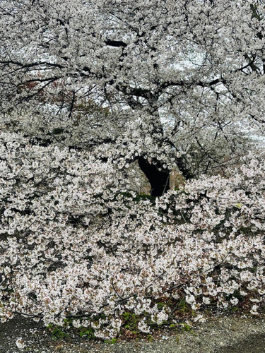 G dBkEmX0AE7akA?format=jpg.jpg