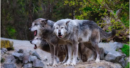 14296209594224850023?url=https%3A%2F%2Ffelvidek.ma%2Fwp content%2Fuploads%2F2026%2F01%2Ffarkas .jpg&.jpg