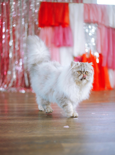 cat 1769365055 8627303.jpg