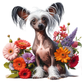 Chinese Crested Blumen (3)