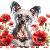 Chinese Crested Blumen (2)