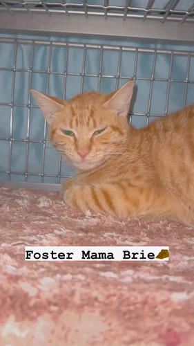 Hv v0fSgQOkrcIw2.jpg