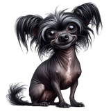 Chinese Crested1 (6)