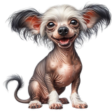 Chinese Crested1 (22)