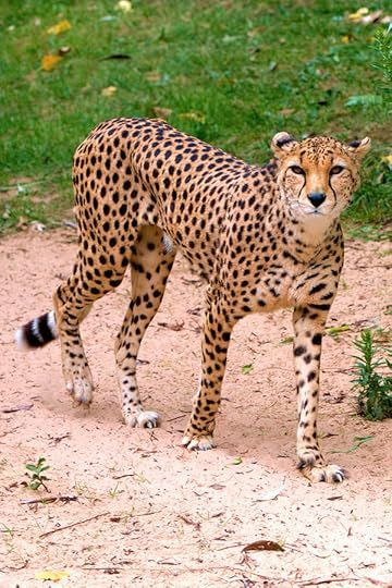 G jAEAPWMAAk4pZ?format=jpg.jpg