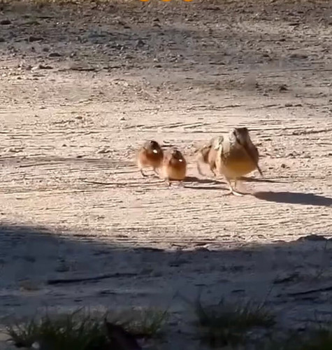 v6MfSfOrHXDduU z.jpg