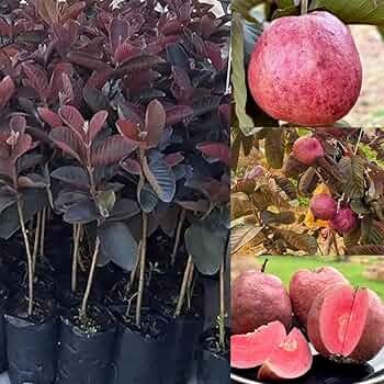 71BKbymLC L. UF350,350 QL50.jpg