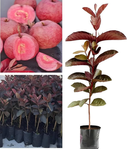 81Y8 N2uEwL. AC UF1000,1000 QL80.jpg