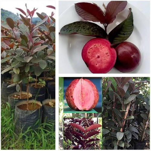 61ZFOfAlUGL. UF1000,1000 QL80.jpg