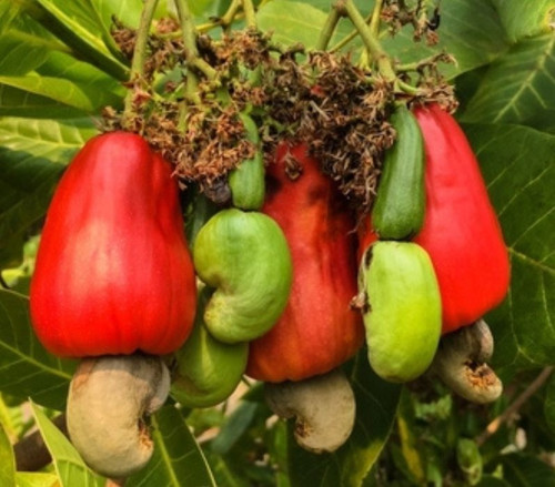 Cashew tree compressed.jpg