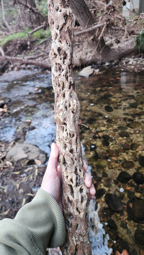 G eYBk1aUAAqMlL?format=jpg.jpg