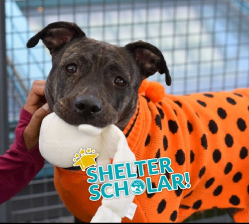 G cofzfWcAEy6aY?format=jpg.jpg