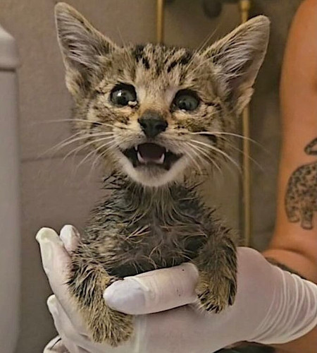 G haVSrXgAAPE6R?format=jpg.jpg