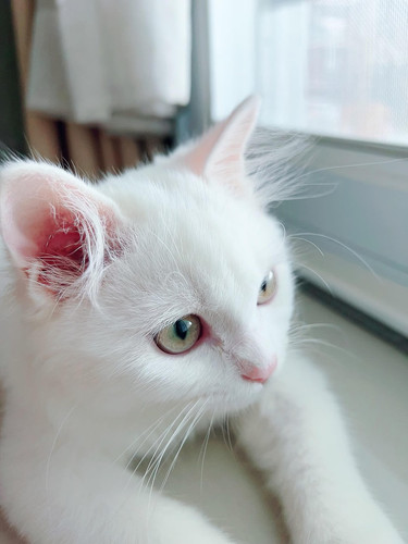 cat 1769379106 7152689.jpg