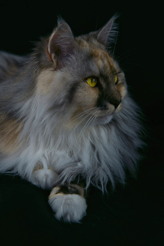 cat 1769379105 9470966.jpg