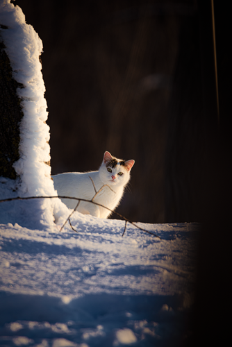 cat 1769379105 8515190.png