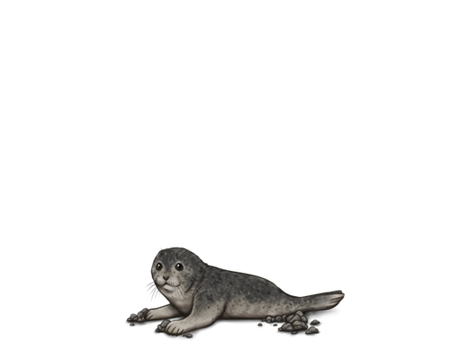 Seal Harbor full.png