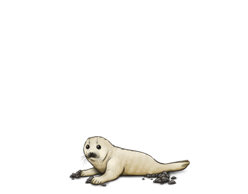 Seal Arctic full.png