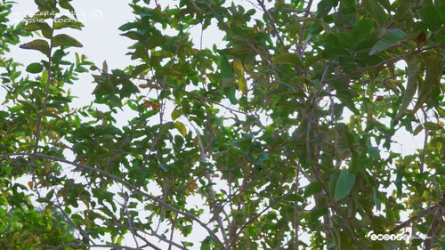 3VB1 P509h20g9hL.jpg