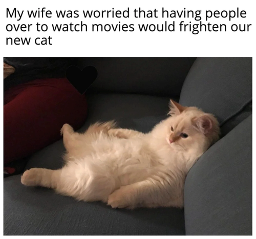 my wife worried having people over watch movies would frighten our new cat.png