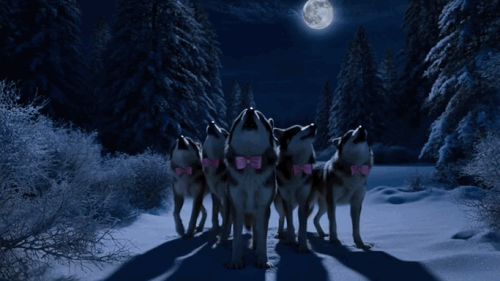 IMG 7985.gif