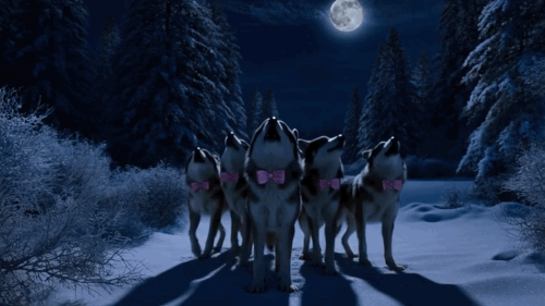 IMG 7987.gif