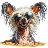 Chinese Crested Strand (11)