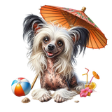 Chinese Crested Strand (10)