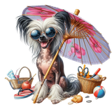 Chinese Crested Strand (12)