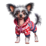 Chinese Crested Weihnachten (5)