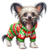 Chinese Crested Weihnachten (6)