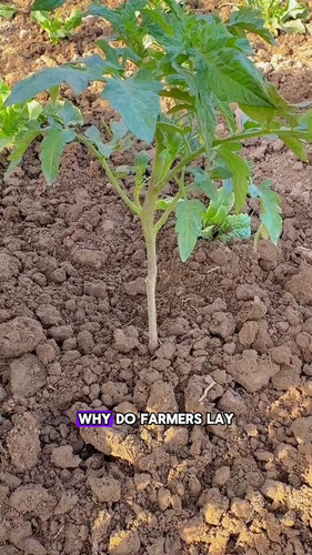 cs5VFGhOwR FX7uf.jpg