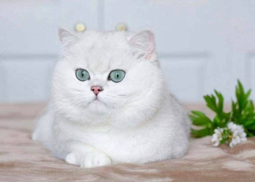 G lXp61XAAAA2dC?format=jpg.jpg