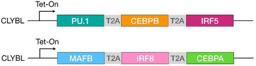 G tzMxKXUAANBEb?format=png.png