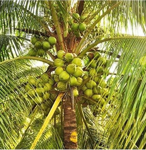 yes perennial yes hybrid coconut.jpg