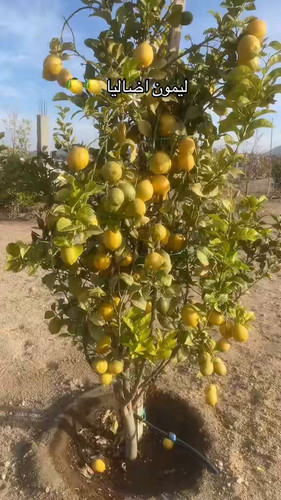 cX6QJb 8CKqa 0bg.jpg