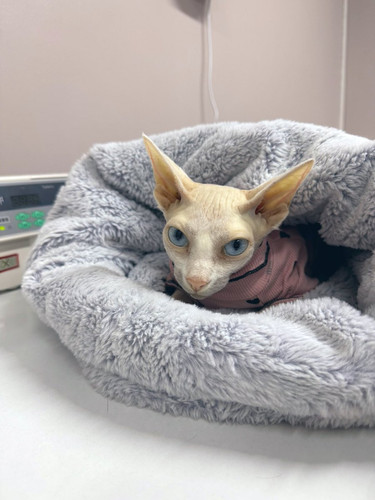 G hf 7EWIAAhU3z?format=jpg.jpg