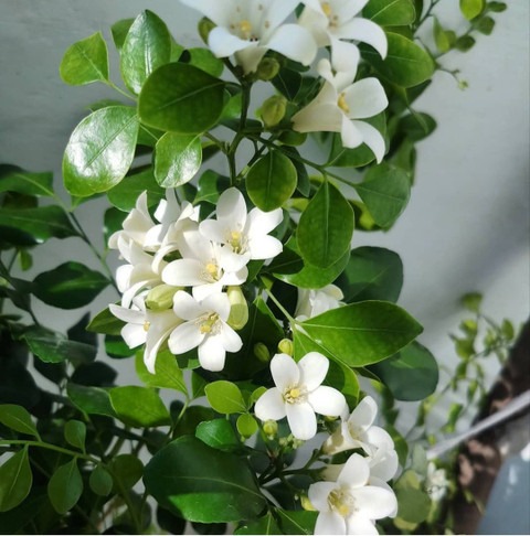 no perennial yes madhu kamini wi.jpg
