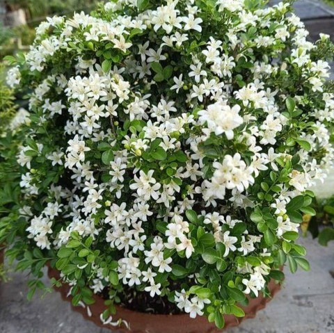 no perennial yes live madhukamin.jpg