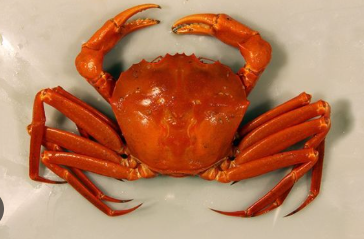 Sea Red Crab Big Size(2/3) 500g Whole Cleaned, Gross Weight Before Cleaning/Cutting