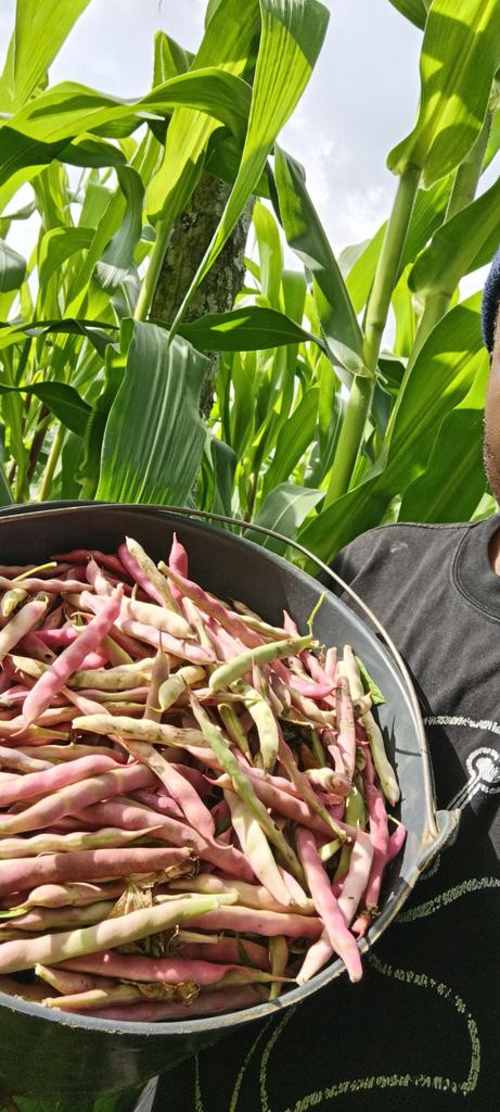 G pBtMaXYAAO1lU?format=jpg.jpg