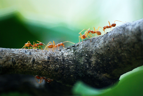 Termicide: Expert Pest Control for Invasive Fire Ants Gold Coast Wide.png