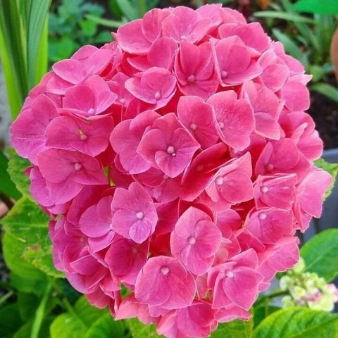 no perennial yes hydrangea flowe (1).jpg