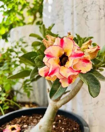 cloud farm air layered adenium p.jpg