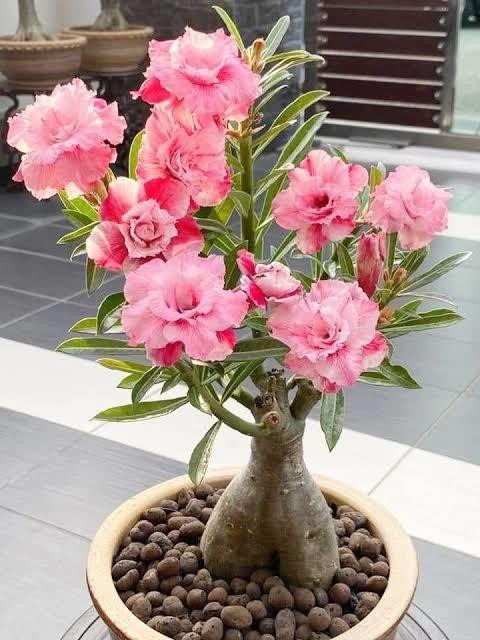 yes annual no adenium live plant.jpg