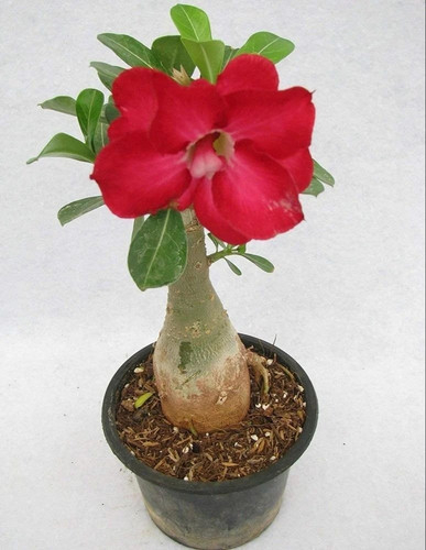 adenium flower plant.jpg